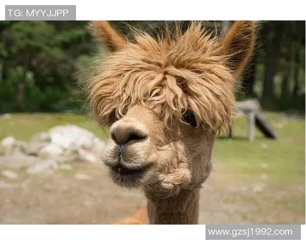 足球动物球星卡通画大集合精彩呈现萌趣与激情的完美结合